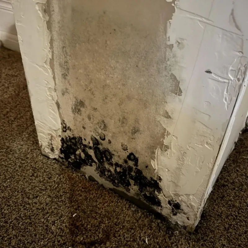 Professional Mold Removal in Troup, TX